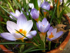 crocus-sativus-homeopathy